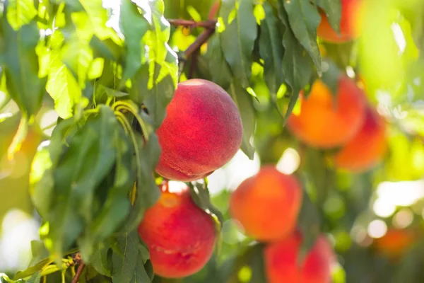 Свежий спелый персик на дереве в саду летом — стоковое фото