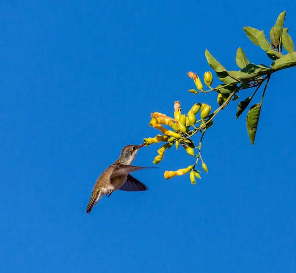 Фиолетовый венценосный колибри — стоковое фото