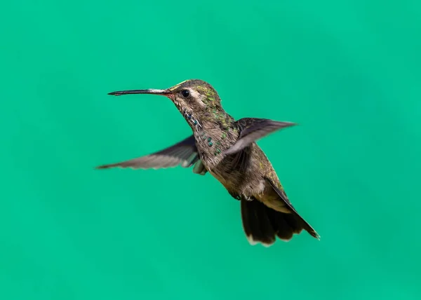 Широко объявленная колибри — стоковое фото