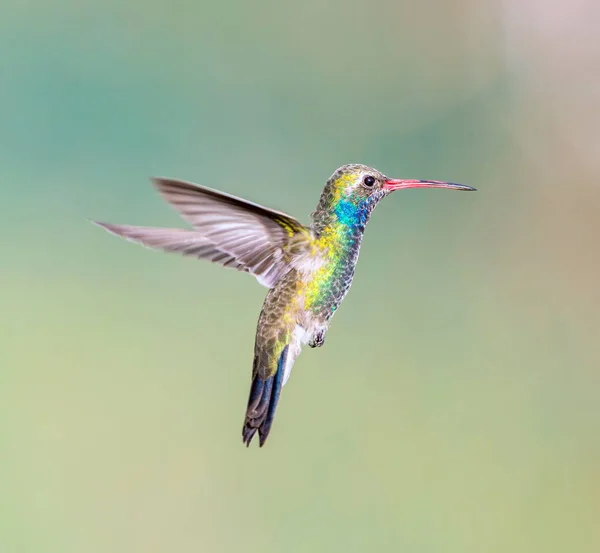 Широко объявленная колибри — стоковое фото
