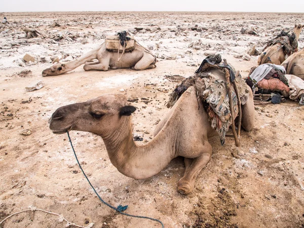 Усталые Dromedary верблюдов — стоковое фото