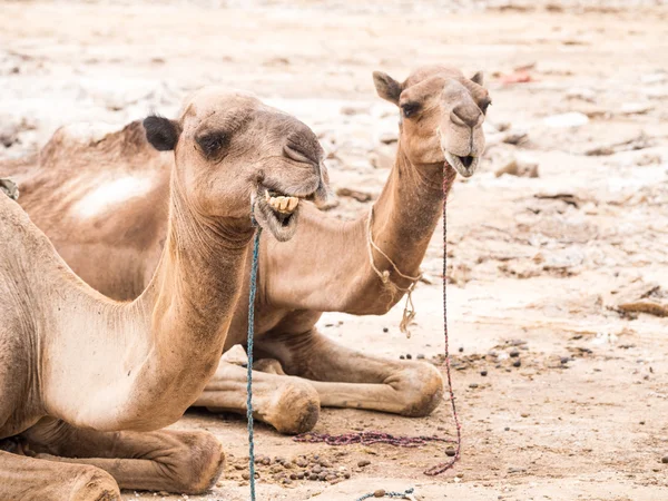 Усталые Dromedary верблюдов — стоковое фото