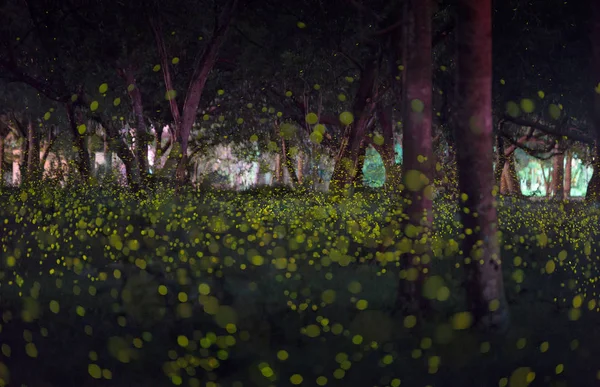 Светлячков летом в лесу возле города Бангкок, Таиланд — стоковое фото