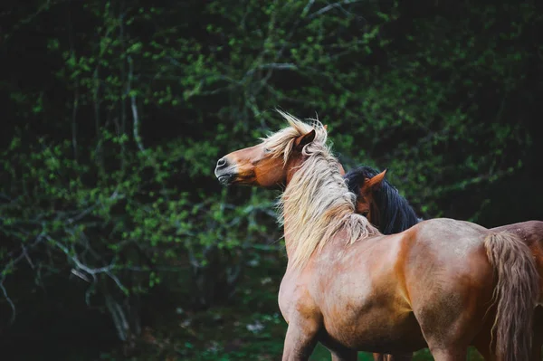 Две красивые лошади с длинные гривы красивые играет на фоне темно зеленого леса — стоковое фото