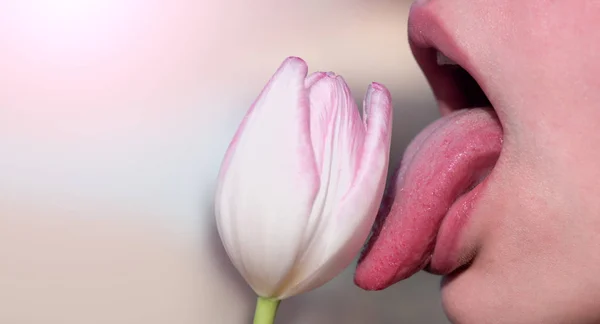 Поцелуй минет, чувственный язык облизывает Тюльпан Цветок. Сексуальные женские рот и весенний цветок на нежный розовый фон. Оральный секс, мастурбация, лизать влагалище или половых губ — стоковое фото