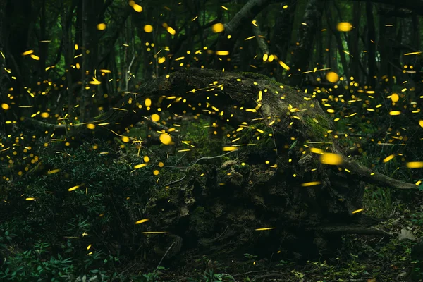 Светлячки в летнее время в лесу — стоковое фото