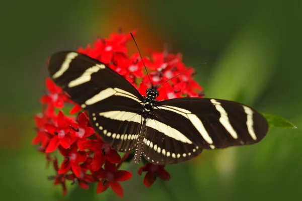 Красивая бабочка Metamorpha — стоковое фото