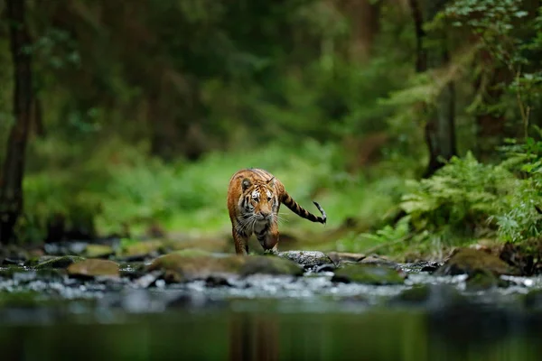 Амурский тигр, ходить в реке — стоковое фото