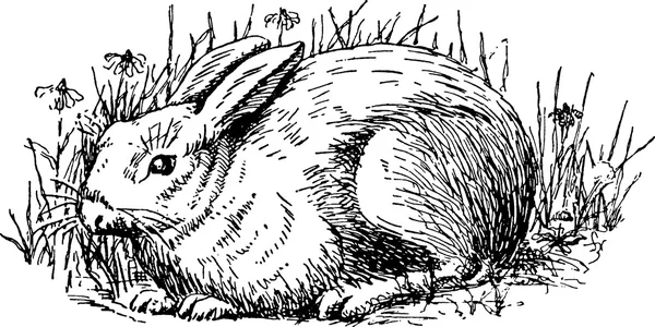 Старинные изображения кролик — стоковое фото