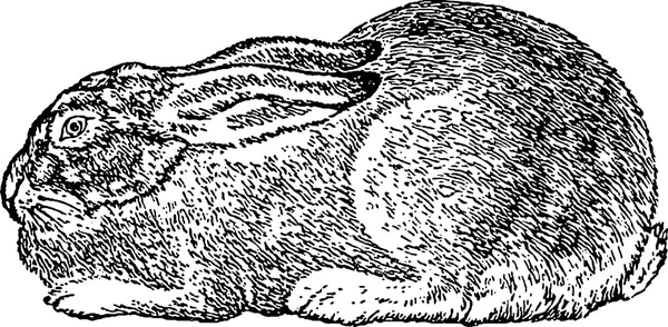 Старинные изображения кролик — стоковое фото
