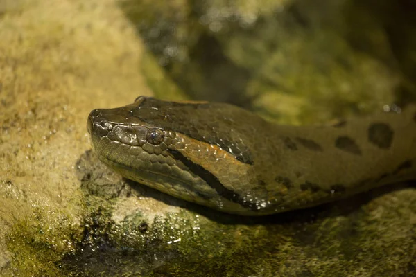 Green anaconda (Eunectes murinus). — стоковое фото