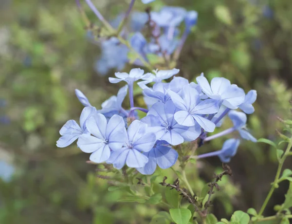 Светло голубой графит ушковатый цветы цветут в Окинаве — стоковое фото