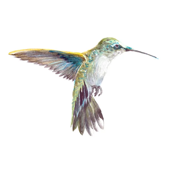 Акварель реалистичные колибри, colibri тропических птиц животных — стоковое фото