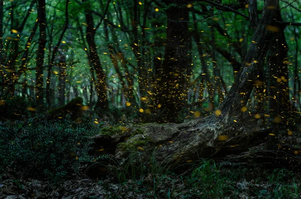 Светлячки / ночь в лесу с светлячки — стоковое фото