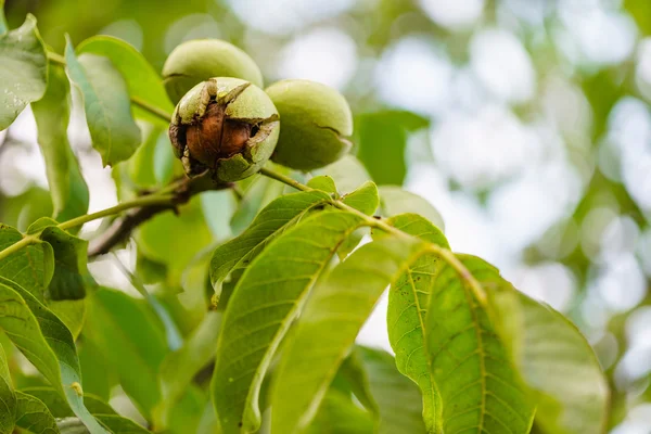 Спелые орех на дерево — стоковое фото