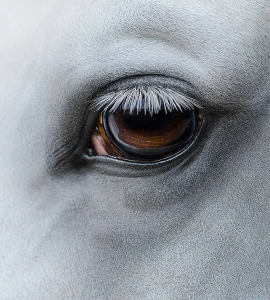 Боковой вид крупным планом глаза светло серая лошадь — стоковое фото