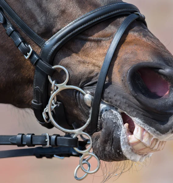 Пелем уздечку с флэш-noseband на голове коричневые лошади — стоковое фото