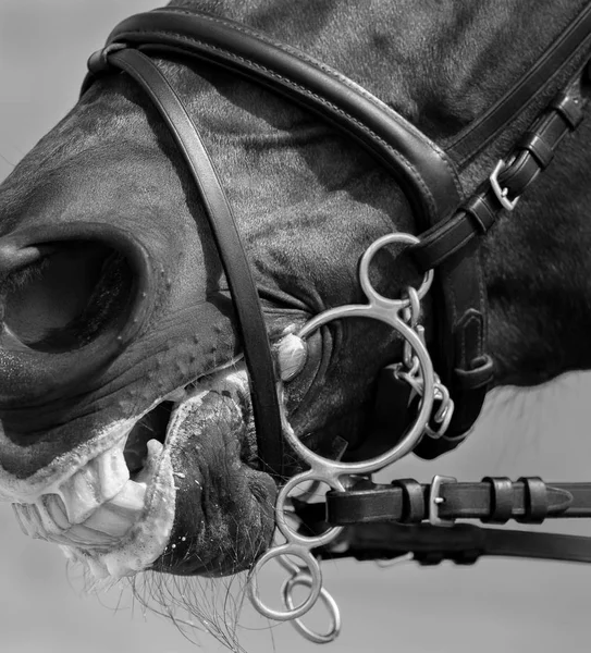 Пелем уздечку с флэш-noseband на голову лошади спорта — стоковое фото