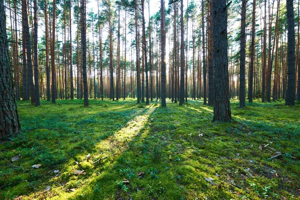 Рано утром в лесу Лицензионные Стоковые Изображения