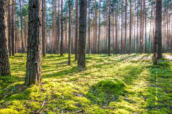 Восход солнца в сосновом лесу Лицензионные Стоковые Фото