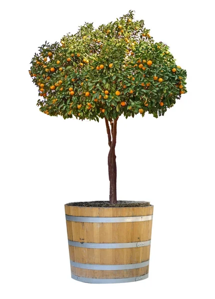 Цитрусовые дерево в горшке — стоковое фото