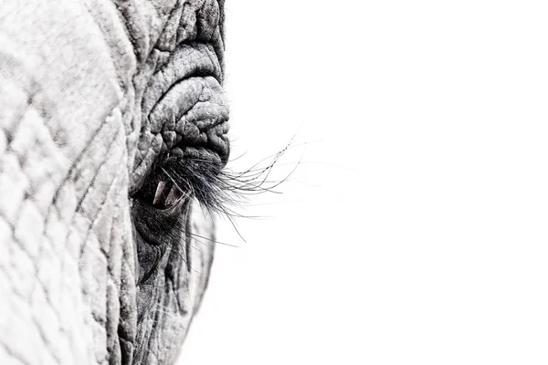 Слон глаза закрыть вверх — стоковое фото