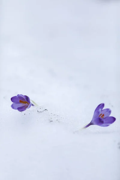 Крокусы Цветы Снегу Первые Дни Весны — стоковое фото