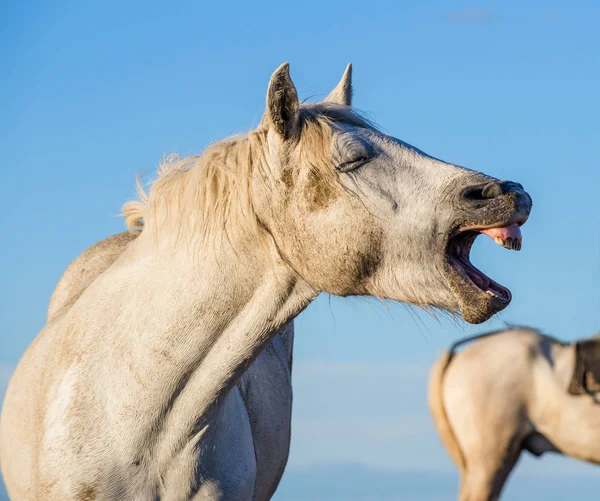 Смешные Портрет Лошадь Смеется Камарг Белая Лошадь Зевая Глядя Смеется — стоковое фото