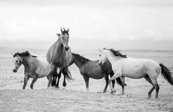 Пейзаж природа лошадей — стоковое фото