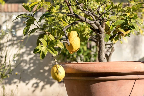 Лимонное дерево в горшке — стоковое фото