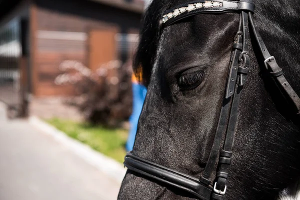Чистокровный конь с уздечкой — стоковое фото