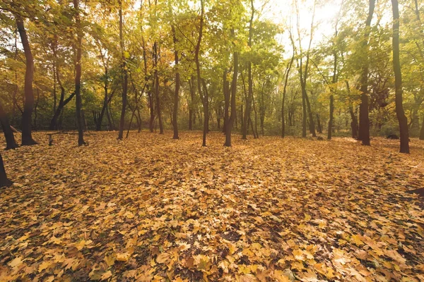 Осенний лес, полный золотые деревья — стоковое фото