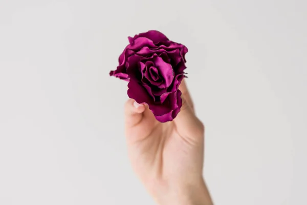 Макро Частичный Вид Руки Держащей Красивый Пурпурный Цветок Изолированные Серый — стоковое фото