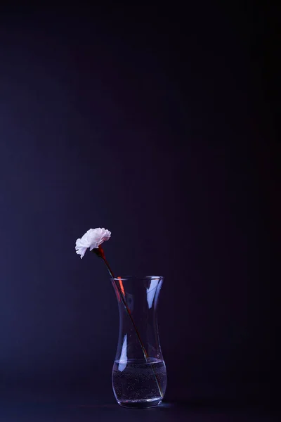 Один Белый Гвоздика Цветок Вазе Водой Сложенные — стоковое фото