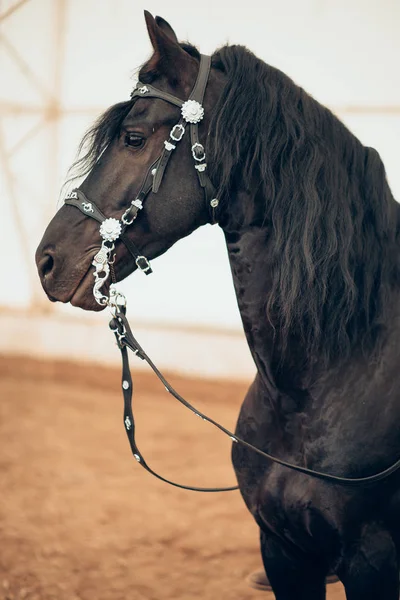 Закрыть голову черный конь — стоковое фото