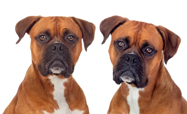 Две собаки одной породы — стоковое фото