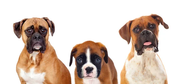 Красивая семья Боксер собаки — стоковое фото
