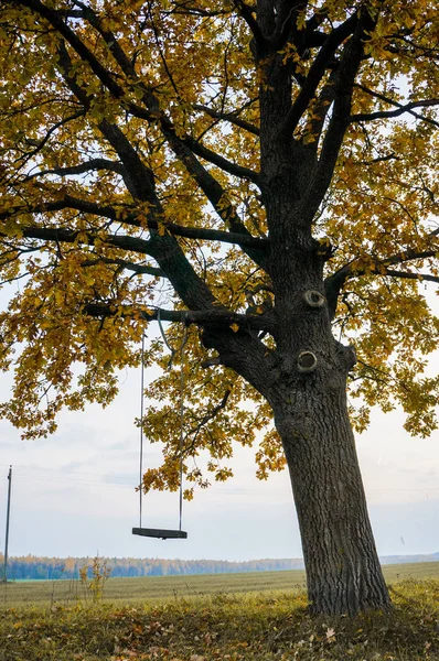 Качели, висит на дереве — стоковое фото