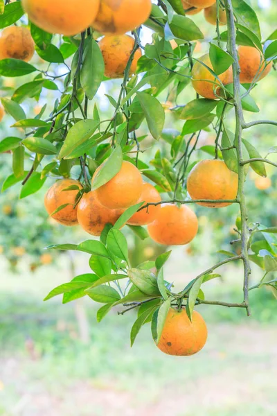 Спелых апельсинов в Ориндж Парк — стоковое фото