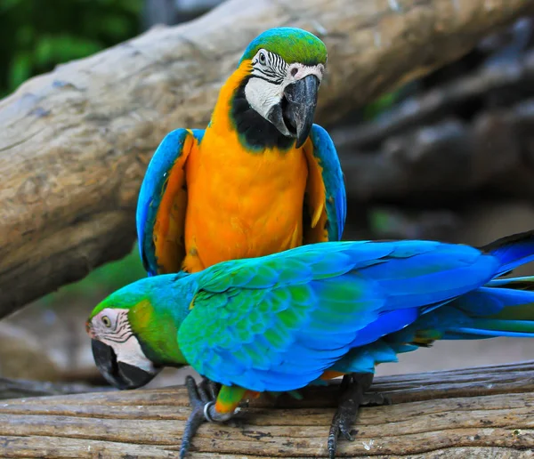 Ара красочные попугаи — стоковое фото
