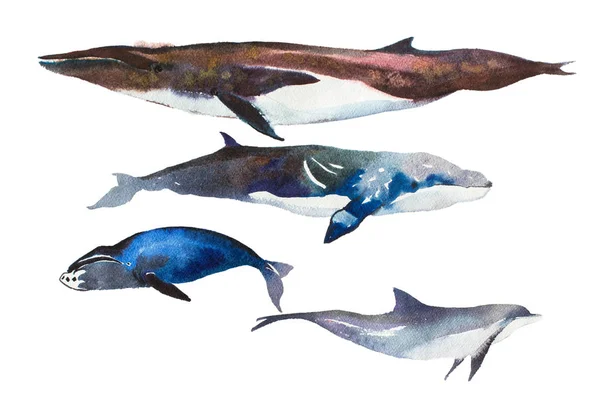 Акварель китов рисованной иллюстрации на белом Лицензионные Стоковые Изображения
