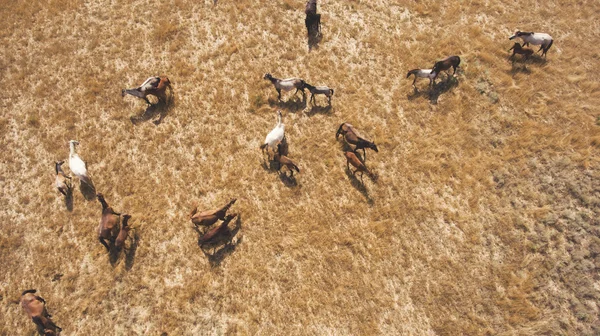 Top view aerial photo from drone of a meadow with beautiful animals in sunny summer day in Asia. — стоковое фото