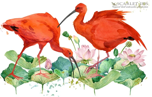 Алый Ибис Тропическая Птица Акварельные Иллюстрации Стоковая Картинка