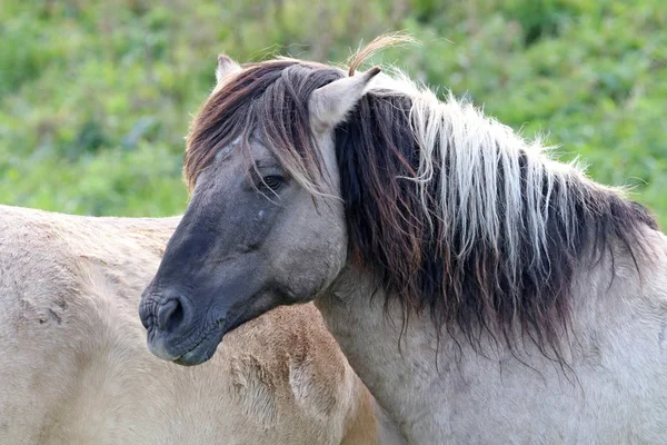 Дикая серая лошадь — стоковое фото