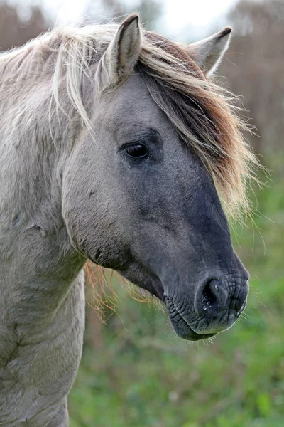 Дикая серая лошадь — стоковое фото