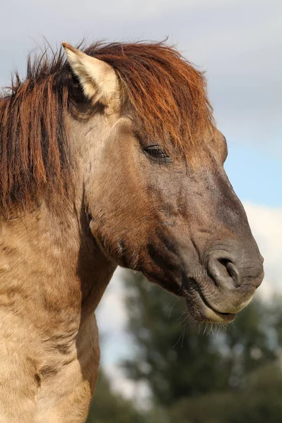 Красивый коричневый конь — стоковое фото