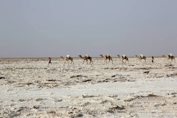 Караван верблюдов, везущий соли в Африке Данакили пустыне, Эфиопия Стоковое Изображение