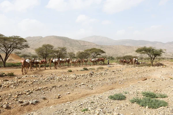 Караван верблюдов, везущий соли в Африке Данакили пустыне, Эфиопия Лицензионные Стоковые Изображения