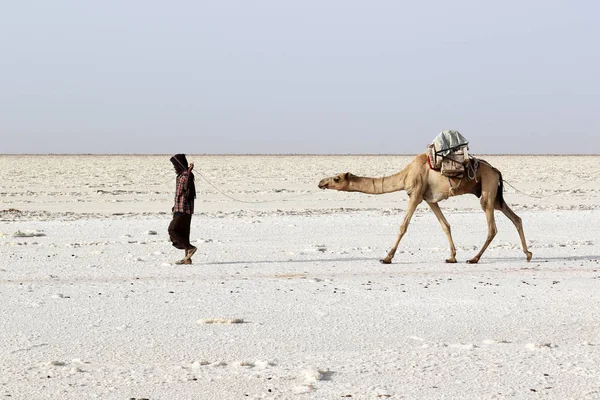 Караван верблюдов, везущий соли в Африке Данакили пустыне, Эфиопия Лицензионные Стоковые Изображения