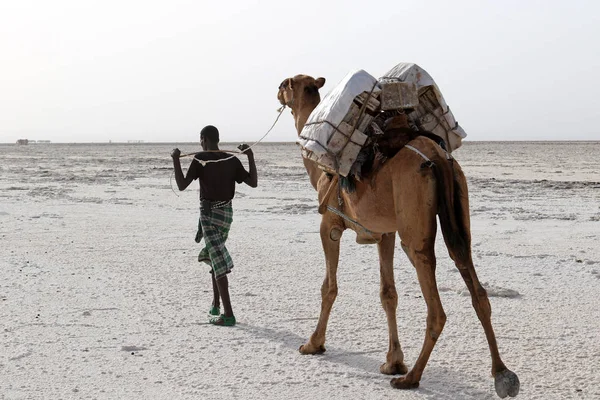 Караван верблюдов, везущий соли в Африке Данакили пустыне, Эфиопия Стоковая Картинка